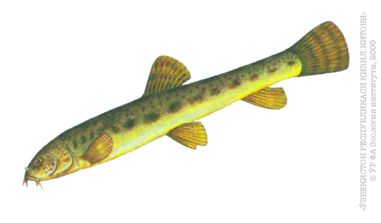 Shihouin yoruichi porno